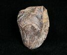 Partially Worn Triceratops Tooth - #4455-1